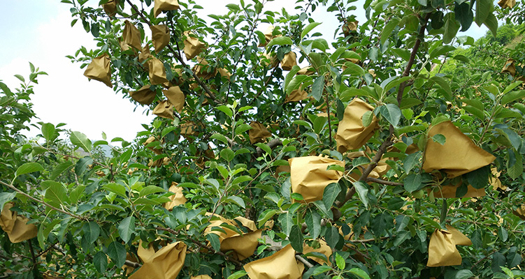 Sac de protection des fruits en papier